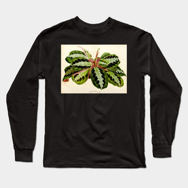 Maranta leuconeura 'Silver Band'- Flore des serres et des jardin de l’Europe - botanical illustration Long Sleeve T-Shirt by chimakingthings